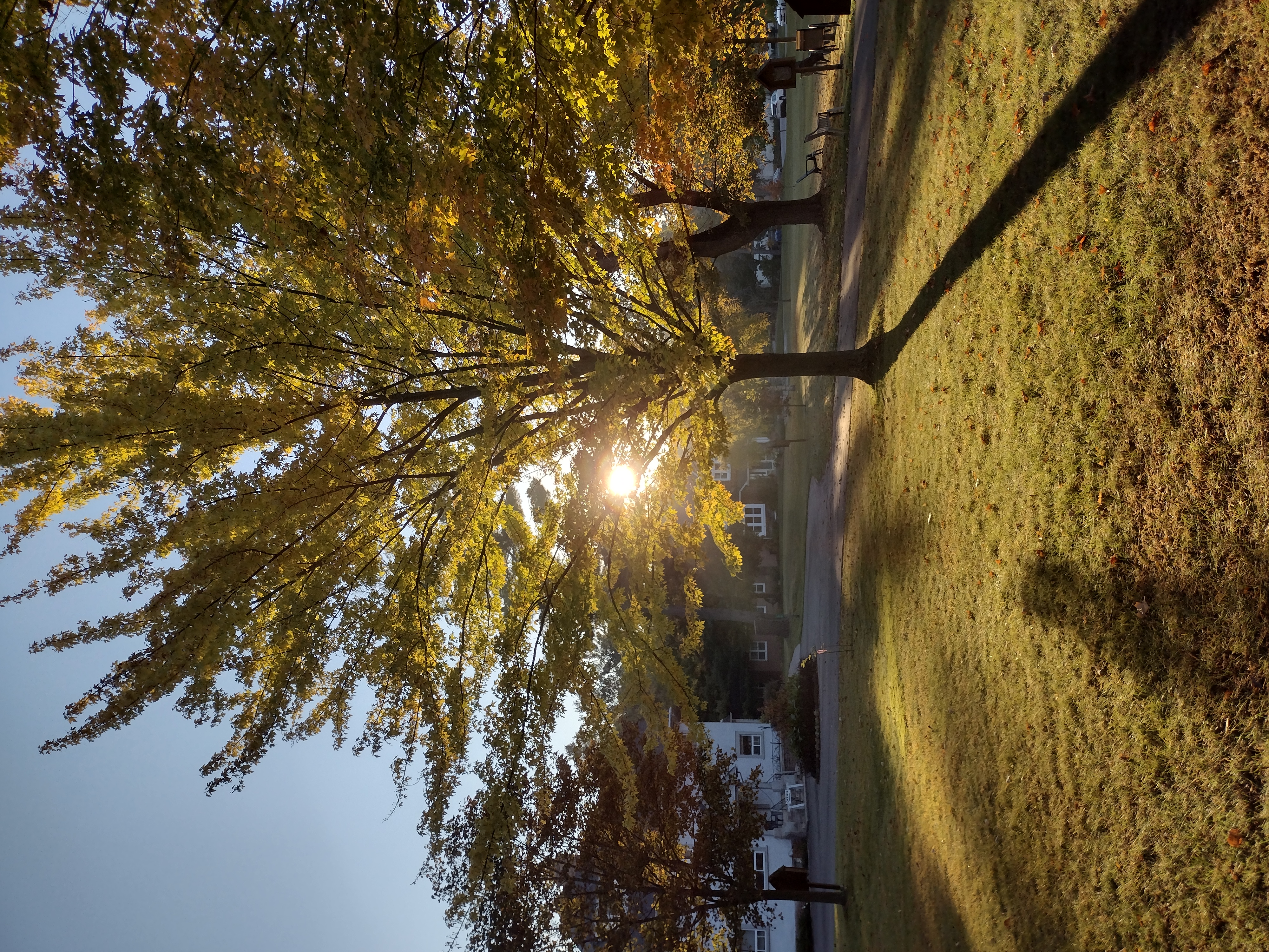 IMG_20241020_082533635_HDR.jpg