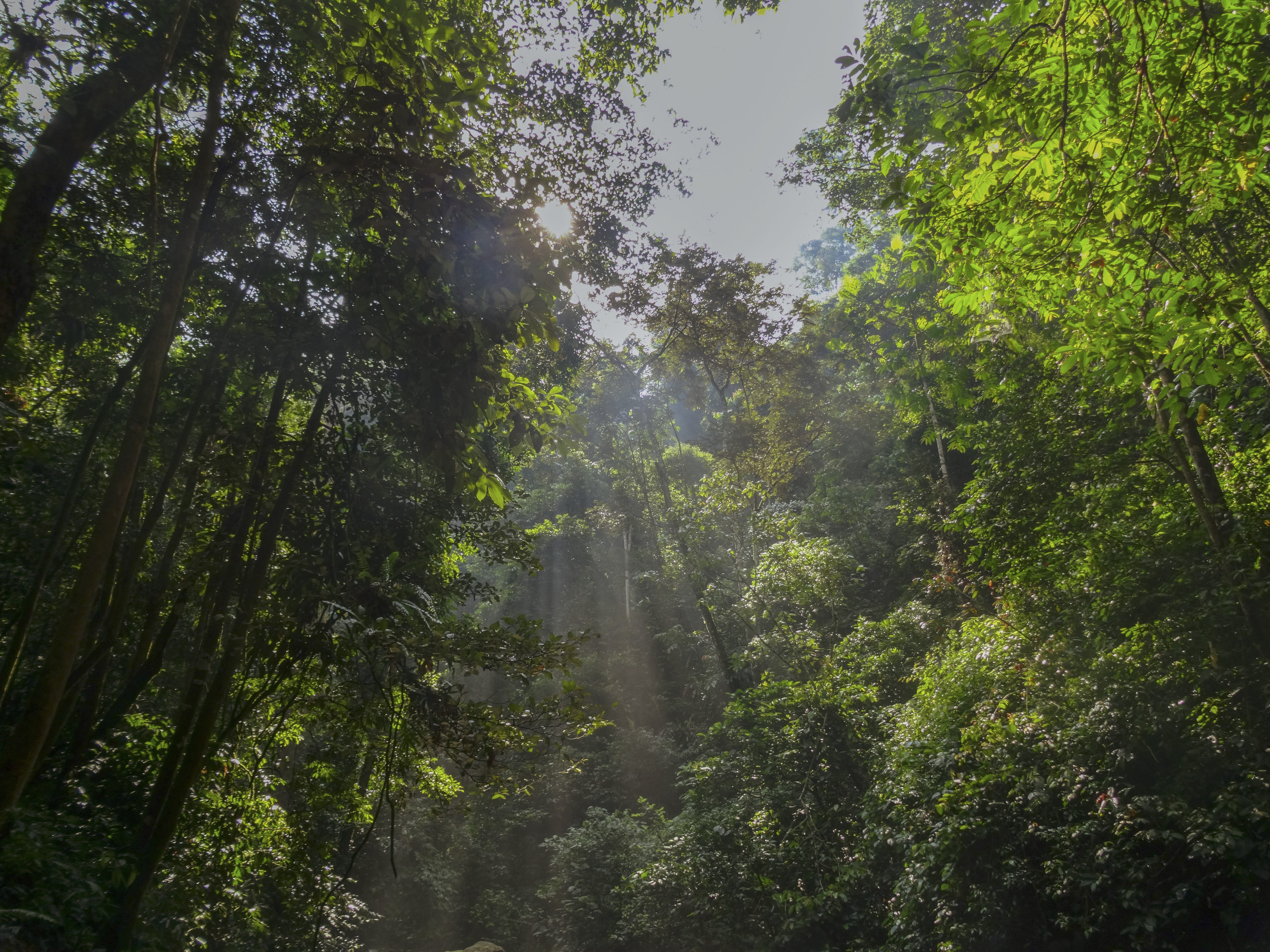 trees
